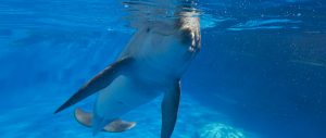 okaloosa-island-attractions