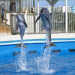 dolphin-show-gulfarium