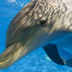 gulfarium-dolphins