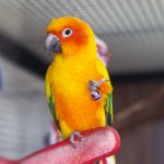 gulfarium-exotic-birds