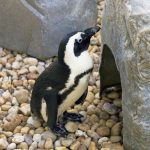 gulfarium-okaloosa-island-penguins