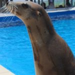 sea-lions-gulfarium