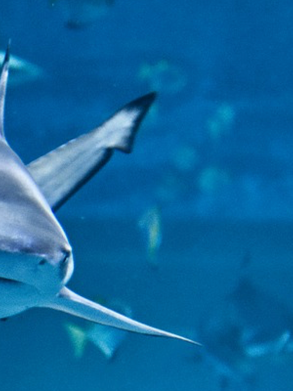 species of sharks at okaloosa island florida copy