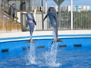 okaloosa island things to do