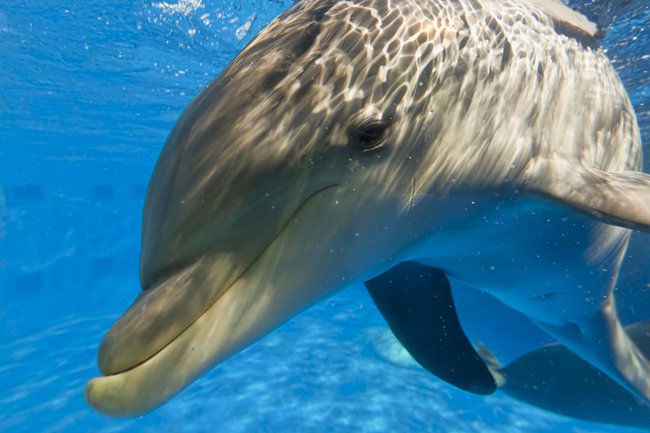 gulfarium marine adventure park