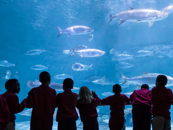 Aquarium of the Americas Aquarium of the Americas