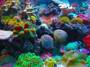 Coral Reef Climate Change Coral Reef Climate Change
