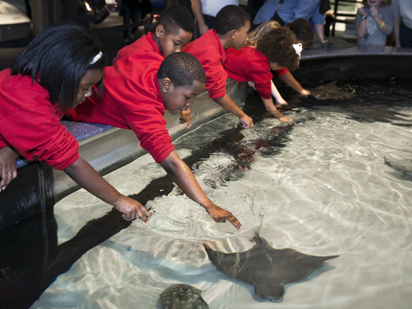 Stingray Touch Pool Exhibit Stingray Touch Pool Exhibit