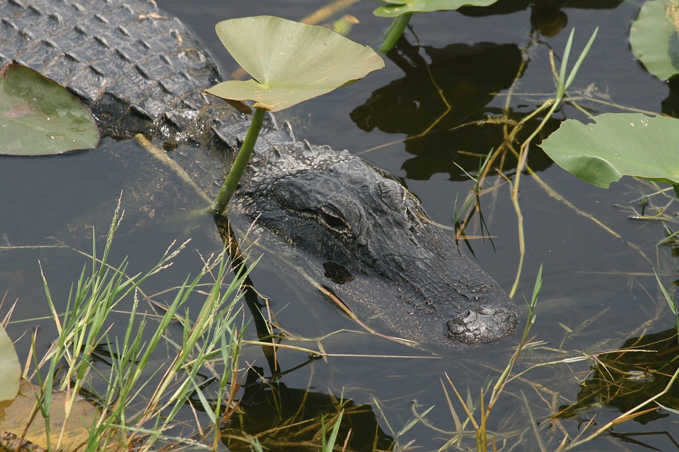 Gator at Gator Beach in Destin